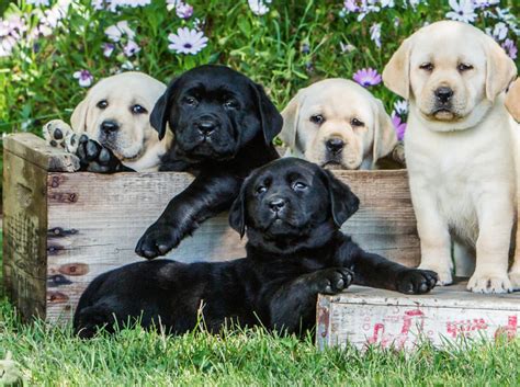 labrador breeders in washington state.